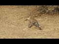 Leopard's Lightning Kill: Incredible Safari Moment!