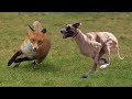 صيد الثعالب بكلاب السلوقي بالمغرب - La Chasse du Renard aux Chiens Courants / Fox Hunting