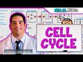Cell Biology | Cell Cycle: Interphase & Mitosis