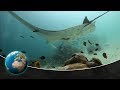 Download Predators of a different kind - The world of the unknown Sharks mp4 3gp mp3 videos - waplic