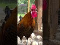 THE BEST ROOSTERS! 10 different chicken breeds crowing for comparison, from Dutch bantam to Yokohama