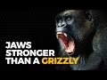 The Insane Biology of: The Gorilla