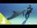 Wild dolphins and humans have a great friendship