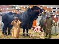 Biggest Black Bulls of 2023 ll Marjan Cattle Farm #cattle #mandi #biggest_bull #bakra_mandi #qurbani