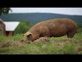 Raising 400 Pigs On Pasture [COMPLETE]