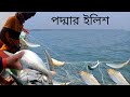 তাজা ইলিশ ধরতে গিয়ে কি হলো দেখুন || Live Hilsha Fish catching | DN Eyes | Sundarban fishing