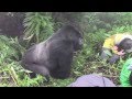 Tense encounter with a Silverback Mountain Gorilla in Rwanda