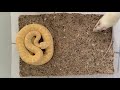 Feeding Albino Western Diamondback Rattlesnake