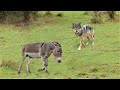 That Wolf Attacked A Donkey! Here's What Happened Next... Predators Who Clearly Mistook Prey