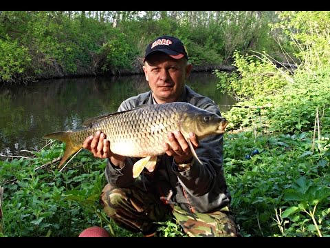 все о ловле сазана на реке все о ловле сазана на реке