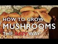 How to Grow Mushrooms from Scratch the Easy Way: A Step-by-Step Guide to Mushroom Cultivation