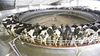 Intelligent Technology Smart Farming Automatic milking machine, Collecting Eggs and Feeding