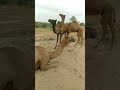 Beautiful Camel