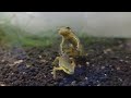 How to Care for Newts and Salamanders: A General Care Guide - Housing [Part 2]