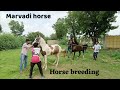 horse breeding । marvadi horse breeding। horse lover। ❤️🐎#horse #horsemanship #horsebreedingstable