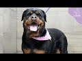 A Misunderstood Dog: Is it True What They Say About The Ferocious Rottweiler?