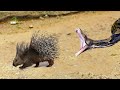 This Snake Was Doomed! Rare Animal Fights Caught on Camera