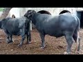 Buffalo Breedar crossing | Natural meeting | king bull