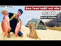Panama Beach Camping | Arugambay | Srilanka | Making Fish BBQ & Bread pizza | ASMR 🇱🇰