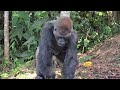 Western Lowland Gorilla (Kebu) eating