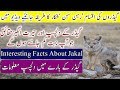 Most Amazing & Interesting Facts About Jakal In Urdu & Hindi Urdu Documentary By Urdu Dunya