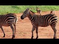 Zebras in Tsavo East  #zebra #animals #safari #wildlife #kenya #tsavo #africa #afrika
