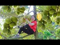Harvest Delicious Durian Garden goes to the market sell | Emma Daily Life