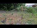 DIY Bird Trap -How To Make DIY Bird Trap Using Rock With Small Tree