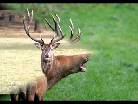 Relaxing Deer Sounds - VidoEmo - Emotional Video Unity
