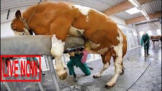Intelligent Technology Smart Farming Cow Goat Milking Chicken Collecting Eggs Pig Calf Feeding #ARJ