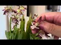 Orchid Spotlight-Calanthe_Noid