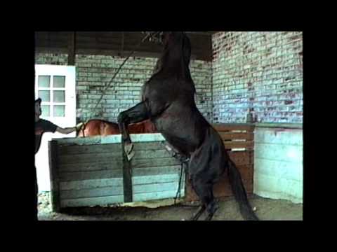 Horse Buttcrush