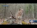 Bobcat seen caterwauling on New Hampshire trail cam