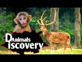 4k wild animals and birds  | safari discovery | relaxing music