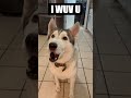 Talking Husky Learns To Say "I LOVE YOU" In 60 Seconds!!!!