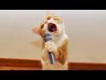 Funny Dogs And Cats Videos 2024 😅 - Best Funniest Animal Videos