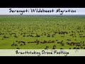 Serengeti Wildebeest Migration - Breathtaking Drone Footage (4K)