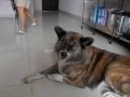 Download Ringtone dog