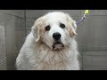 When the owner cries at pick-up 🥹 | Senior Great Pyrenees first ever spa day
