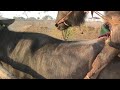 New Bhains Pregnant Pada second time Mating