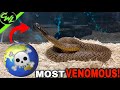 World's Most VENOMOUS Snake!