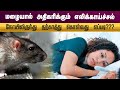எலிக்காய்ச்சல் நோயிலிருந்து தற்காத்து கொள்வது எப்படி ??? | Leptospirosis | Rat Fever