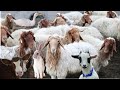 Cute Little Farm Animals , Sheep Sound , Rabbit , Cow Videos , Goat , Duck , Dog , Lambs