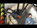 Black Widow, The Best Pet Spider?
