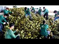3 Second Coconut Cutting! New Technology of Making Coconut Water in Mass Production | Thai Factory