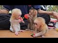 Lambo's family used to have adorable baby monkeys... unfortunately...