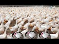 How Chinese farmers raise millions of ducks - the largest duck farm in the world
