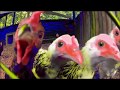 MARTIN GARRIX FT. STONEBRIDGE BIRD DISTRICT : CHICKEN ANIMALS