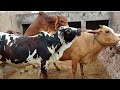 Bulls Breedar cow meeting | cow meetup | animals meeting