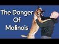 Most Dangerous Thing About Owning Malinois
